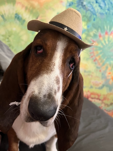 Hank 