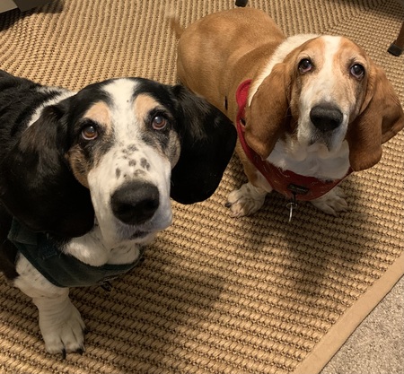 Mr. Ears and Dumbledore 