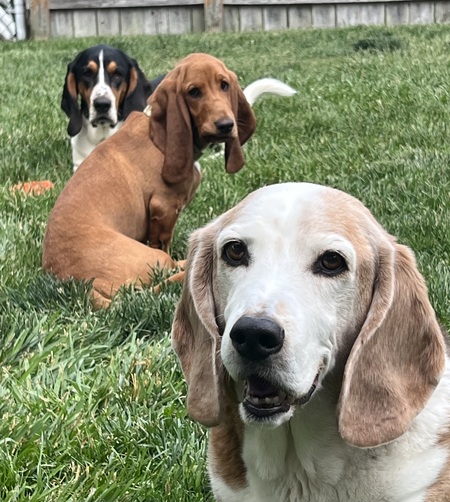 Elvis,Otto,Daisy 