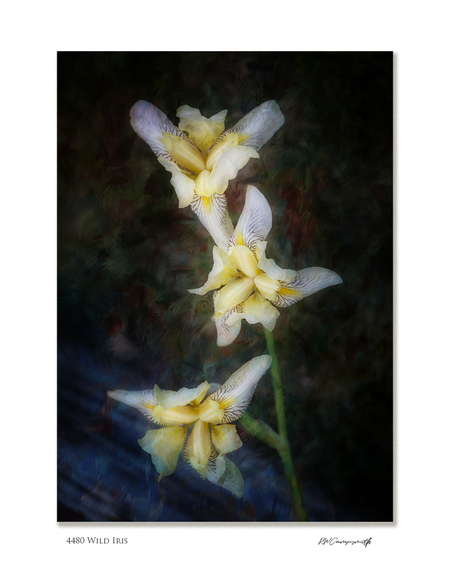 Wild Iris