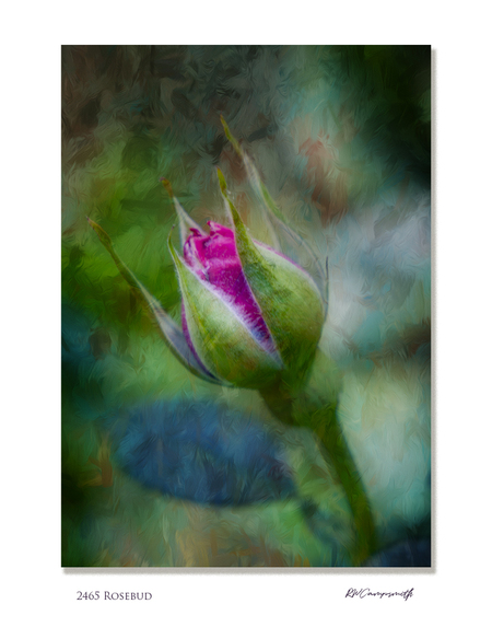 Rosebud