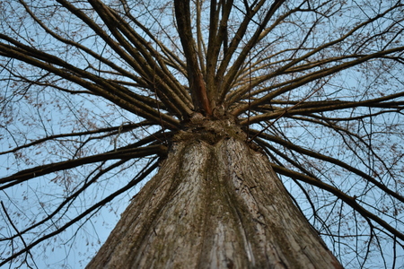 Looking Up