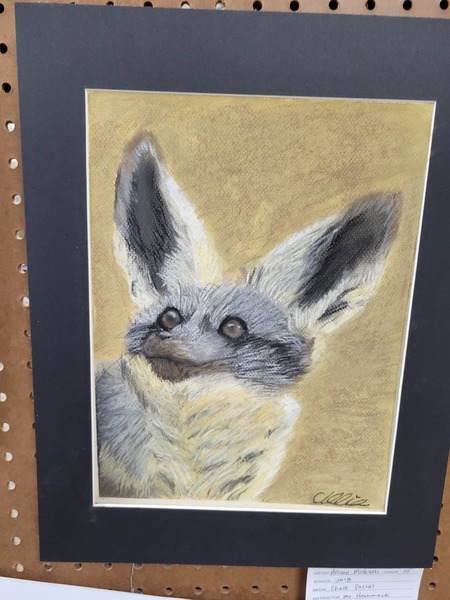 Bat-Eared Fox