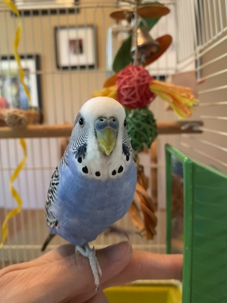 Butternut