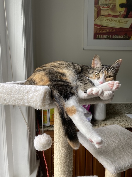 Peppercorn