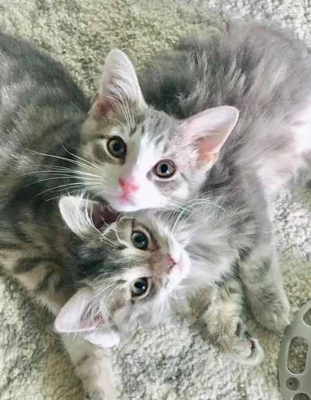 Otis and Oliver