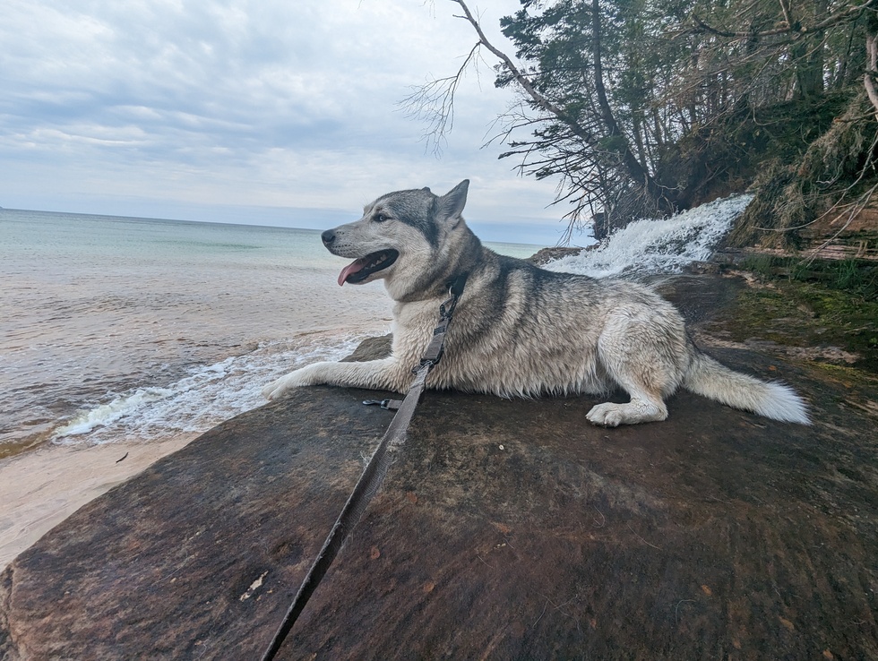 Vote for Timber | Mason County Mutts 2024 Dog Calendar Contest