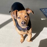 Entry image for Rosie