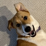 Entry image for Piper
