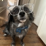 Entry image for Ollie