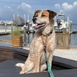 Entry image for Roxy
