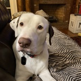 Entry image for Bob the Wonder Dog