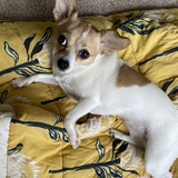 Entry image for Bella