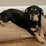 Entry image for Emmy dog