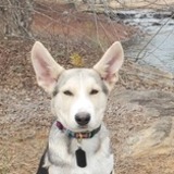 Entry image for Fenway Finnegan the First of His Name
