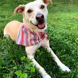 Entry image for Doogie Bowser, MD