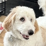 Entry image for Ziggy