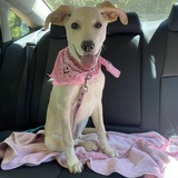 Entry image for Dolly