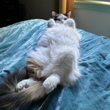 Entry image for Katy Kat