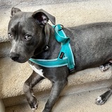 Entry image for Maggie