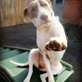 Entry image for bella