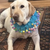 Entry image for Annie