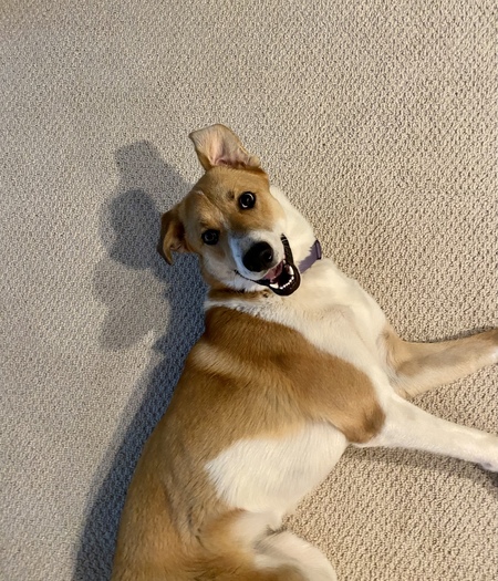 Entry image for Piper. Clicking this image will show a larger photo