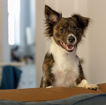 Entry image for Mozzie. Clicking this image will show a larger photo