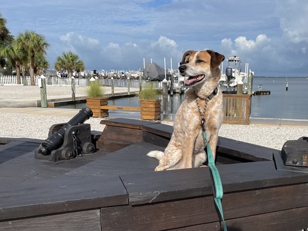 Entry image for Roxy. Clicking this image will show a larger photo