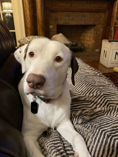 Entry image for Bob the Wonder Dog. Clicking this image will show a larger photo