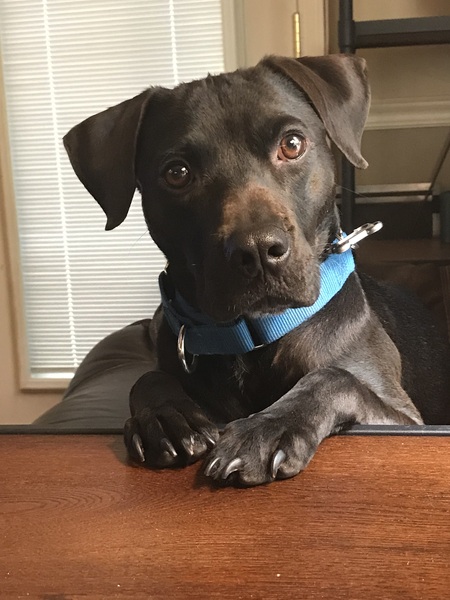 Entry image for Finn. Clicking this image will show a larger photo