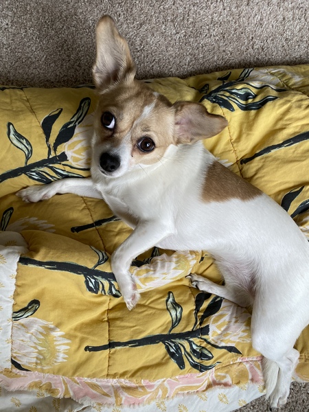 Entry image for Bella. Clicking this image will show a larger photo