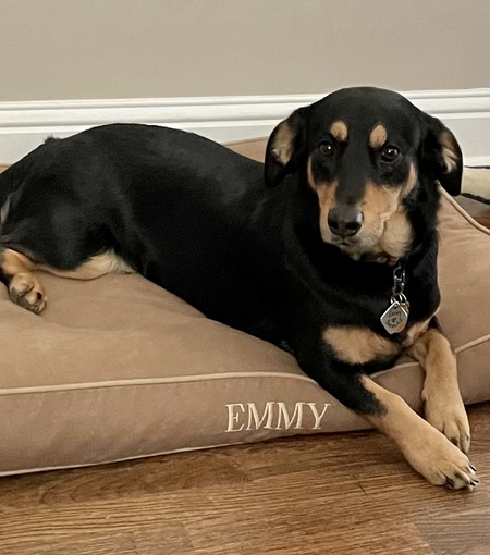 Entry image for Emmy dog. Clicking this image will show a larger photo