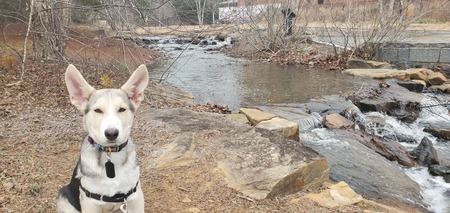Entry image for Fenway Finnegan the First of His Name. Clicking this image will show a larger photo