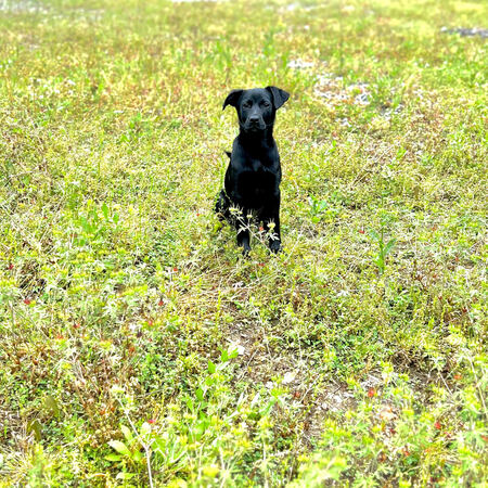 Entry image for Lady. Clicking this image will show a larger photo