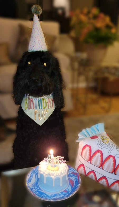 Entry image for Cooper. Clicking this image will show a larger photo