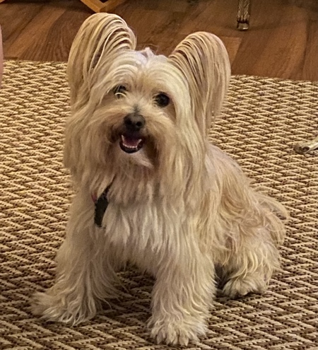 Entry image for Milo. Clicking this image will show a larger photo