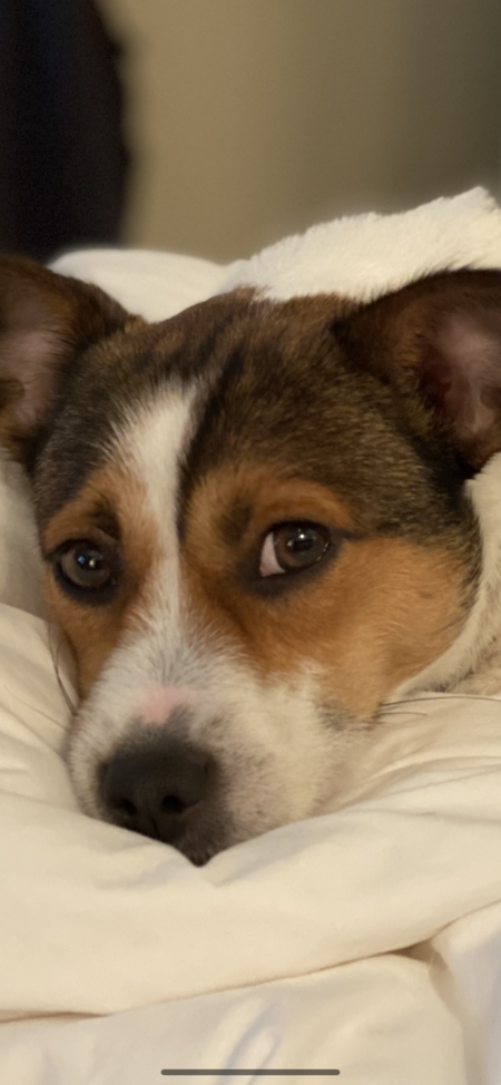 Entry image for Finnigan. Clicking this image will show a larger photo