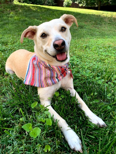 Entry image for Doogie Bowser, MD. Clicking this image will show a larger photo