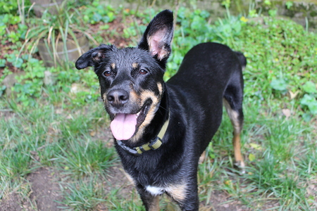 Entry image for Shelby. Clicking this image will show a larger photo