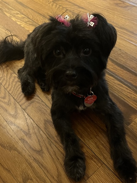 Entry image for Rosie. Clicking this image will show a larger photo