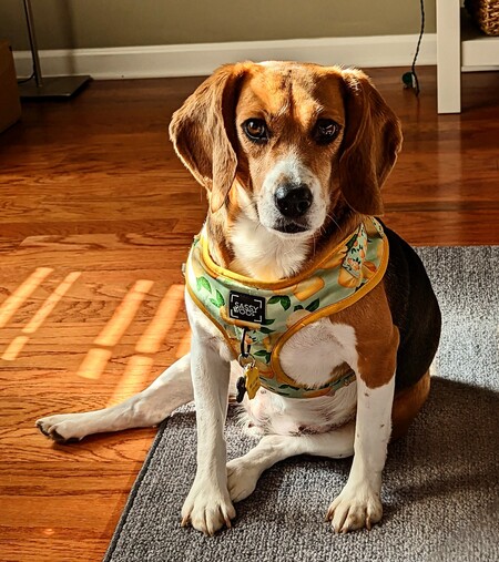 Entry image for Lucy. Clicking this image will show a larger photo