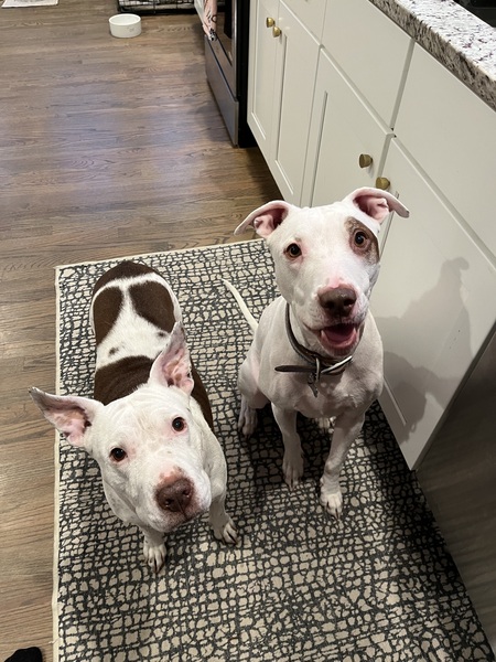 Entry image for Rocko and Ada. Clicking this image will show a larger photo
