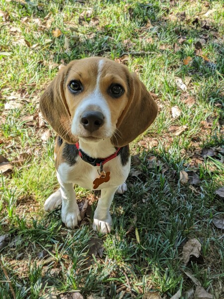 Entry image for Huey. Clicking this image will show a larger photo
