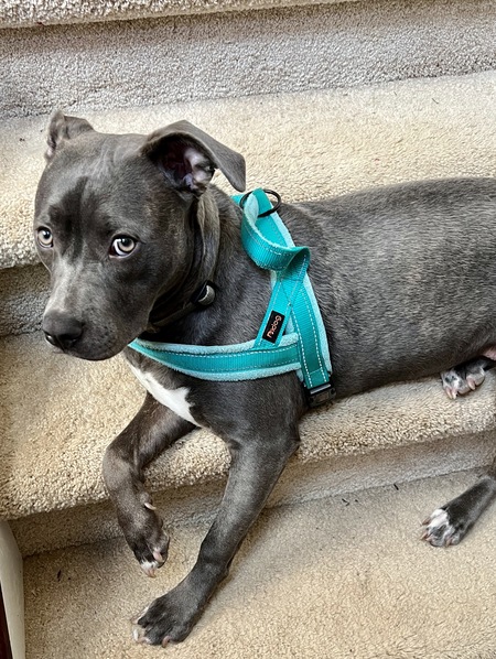 Entry image for Maggie. Clicking this image will show a larger photo