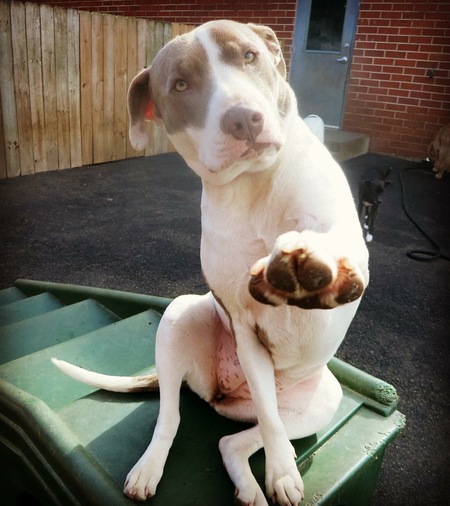 Entry image for bella. Clicking this image will show a larger photo