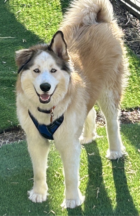 Entry image for Murphy. Clicking this image will show a larger photo