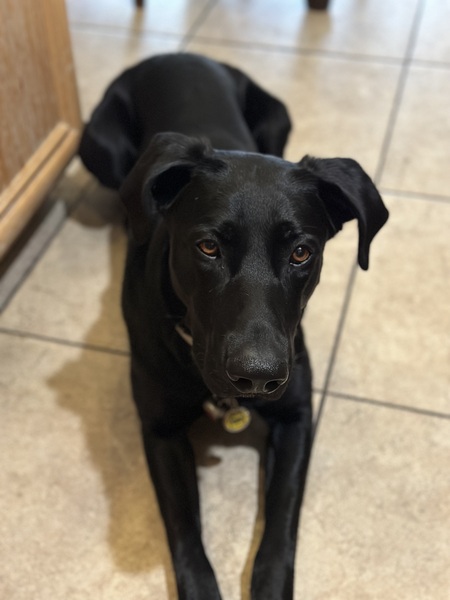 Entry image for Shadow. Clicking this image will show a larger photo