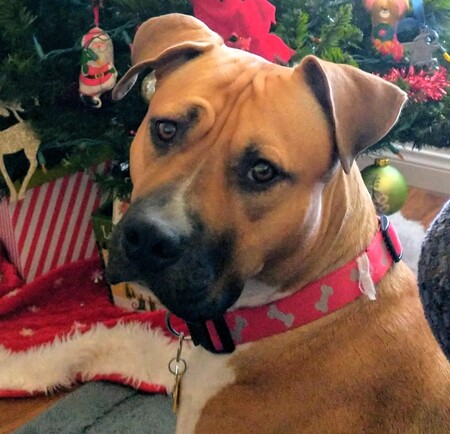 Entry image for Cookie. Clicking this image will show a larger photo