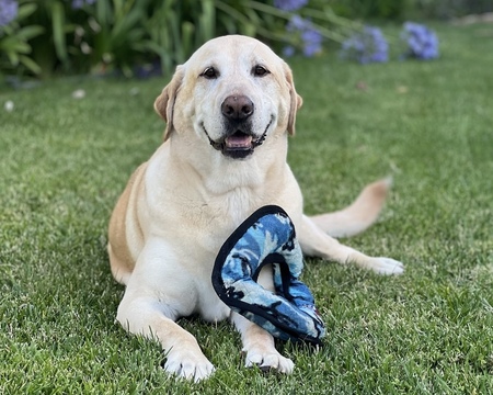 Entry image for Sunny. Clicking this image will show a larger photo